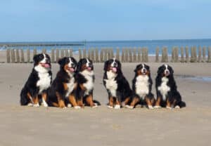 Holland 2026