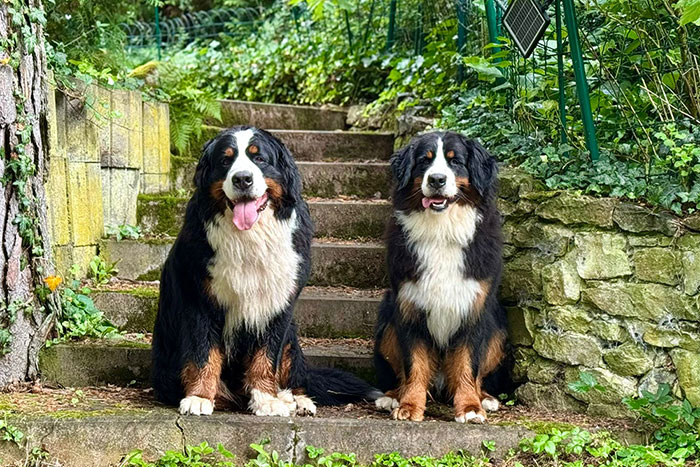 Wurfplanung - Eltern unseres F2-Wurfes