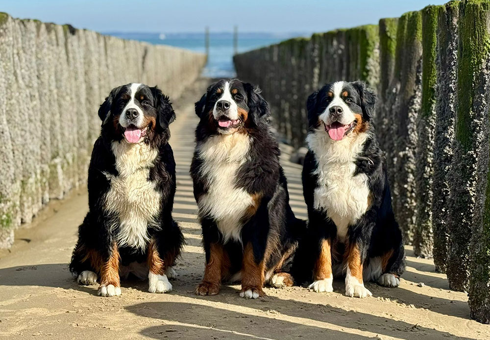 Unsere Berner-Bären