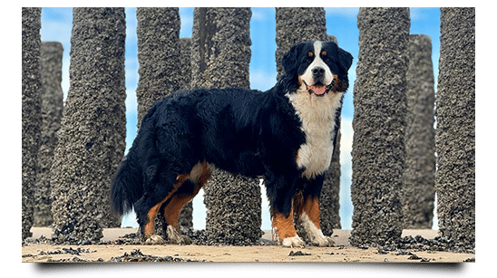 Brienne vom Hankenüll