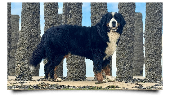 Eule vom Diepmannsbachtal