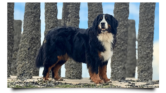 Yolli vom Hankenüll