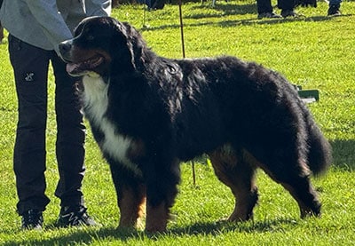 Camiro Carl vom Hankenüll